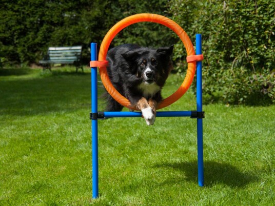 Agility Ring til Agilityhinder Agility Ring til Agilityhinder