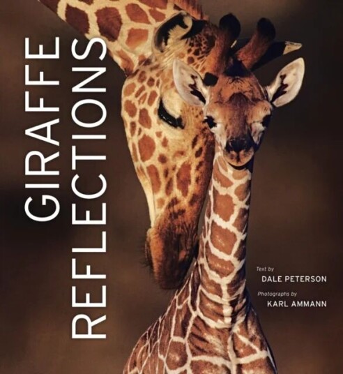 Giraffe Reflections Av Dale Peterson Giraffe Reflections Av Dale Peterson