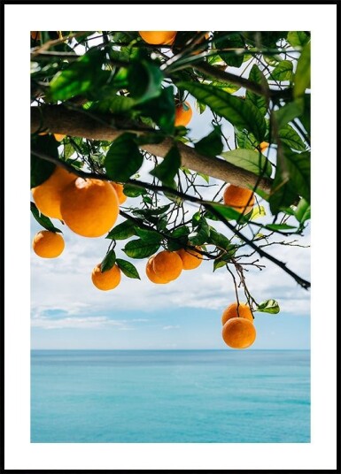 Amalfi Coast Oranges IV Plakat / 70x100cm