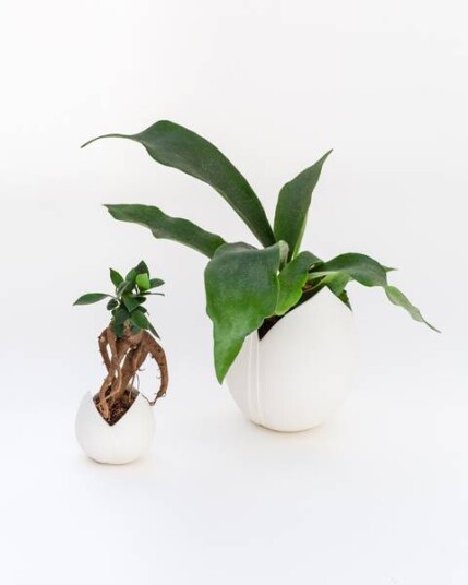 Ylvaya Design Tulipe Vase  