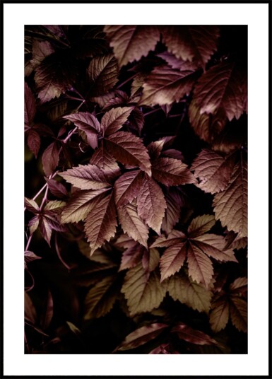 Autumn Leaves 13 Plakat / 30x40