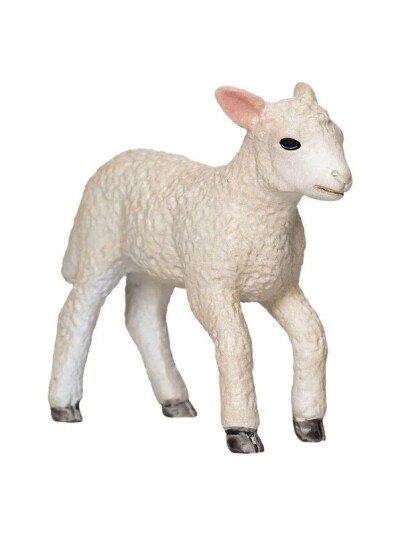 Mojo   Farmland Romney Lamb Running