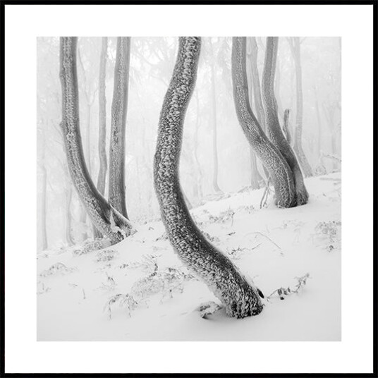 Frozen Forest Plakat Plakat / 30x30cm Frozen Forest Plakat Plakat / 30x30cm