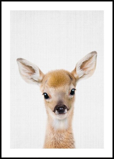 Peekaboo Baby Deer Plakat Plakat / 50x70cm