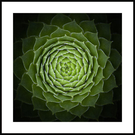 Succulent Plakat Plakat / 70x70cm