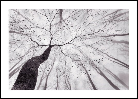A view of the tree crown Plakat Plakat / 50x70cm