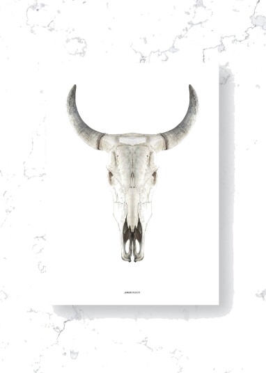 MalerifabrikkenPoster / Cow skull / PlanoHvitPostere