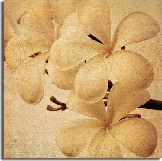 Lerretsbilde 45x45 cm Hvit orkidé med myke kronblader Hvit / Beige / Brun