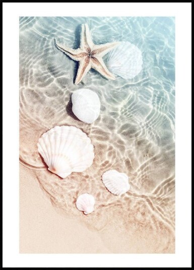 Starfish & Seashell Plakat Plakat / 70x100cm
