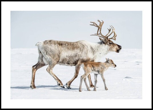 Reindeer With Offspring Plakat Plakat / 30x40cm