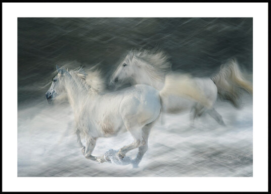 gallop in a duel Plakat Plakat / 100x150cm gallop in a duel Plakat Plakat / 100x150cm
