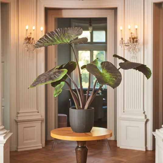 Mr Plant Alocasia Tre 130 cm Mr Plant Alocasia Tre 130 cm
