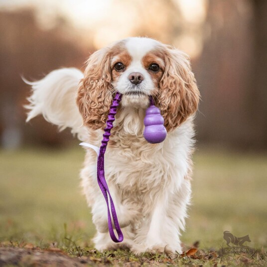 Doggie-Zen Doggie-Zen Elastisk Hundeleke Med Kong Senior S