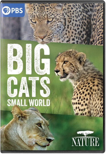 NATURE: Big Cats Small World DVD