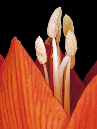 Fritillaria Imperialis av Pauline Snoeijs