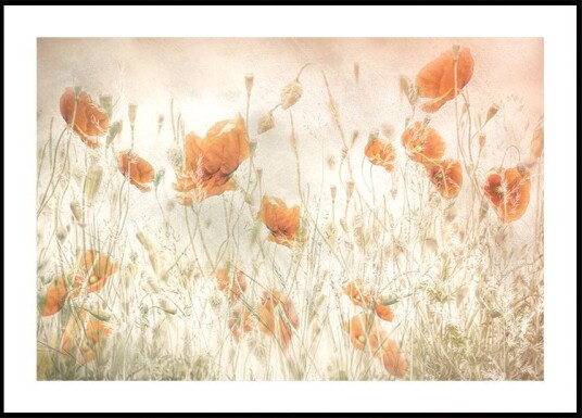 Poppies in the field Poster Plakat / 40x50cm