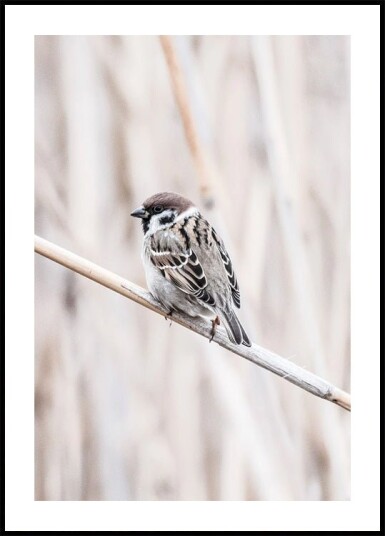 Tree Sparrow on Branch Plakat Plakat / 100x150cm