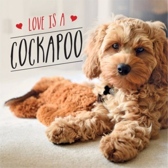 Love Is A Cockapoo Av Charlie Ellis