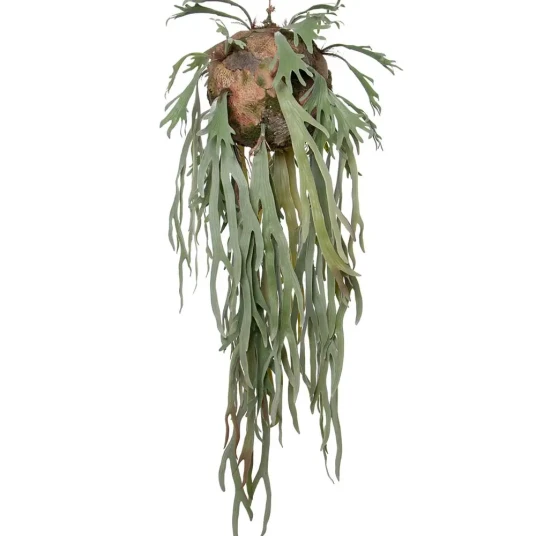 Mr Plant Elghornbrakk Hengeplante Grønn Mr Plant Elghornbrakk Hengeplante Grønn