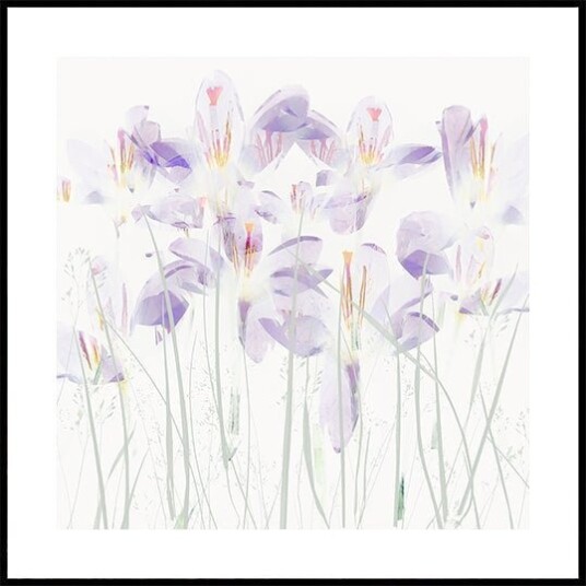 Crocuses in the grass Plakat Plakat / 50x50cm