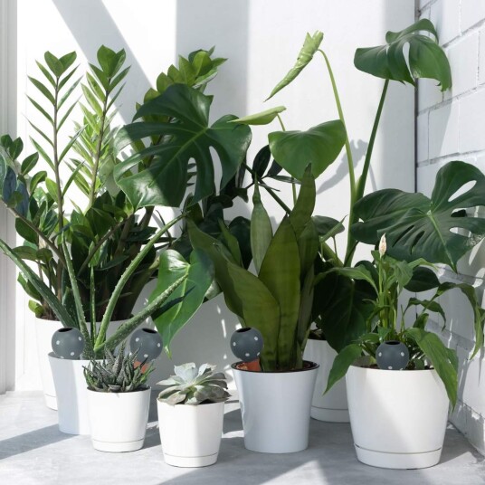 Store leirkjegler for vanning Sett med 4 Store leirkjegler for vanning Sett med 4