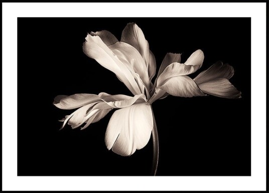 Tulip Exotic Emperor Poster Plakat / 30x40cm