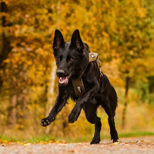 Non-stop Dogwear Freemotion Trekksele Grønn Str 8