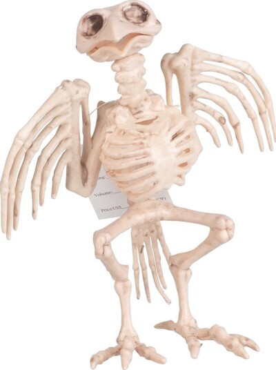 Joker AB Halloween Fugleskjelett - 15 cm