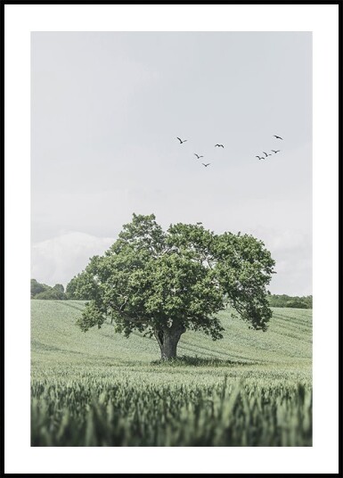 Green Tree In The Field Plakat Plakat / 40x50cm