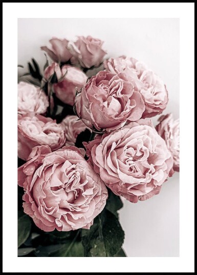 Elegant Pink Roses Plakat Plakat / 100x150cm