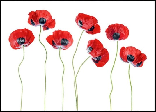 Ladybird Poppies Poster Plakat / 50x70cm