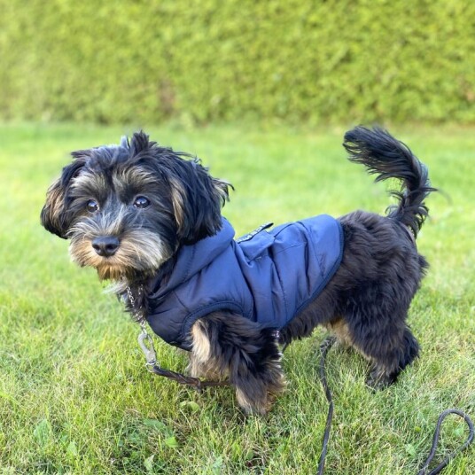Varm Hundevest Med Avtagbar Hette Varm Hundevest Med Avtagbar Hette