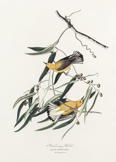 Plakat Prothonotary Warbler