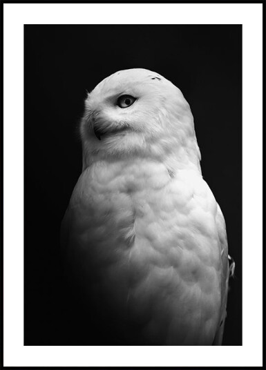 Snowy Owl in Black and White Plakat Plakat / 50x70cm