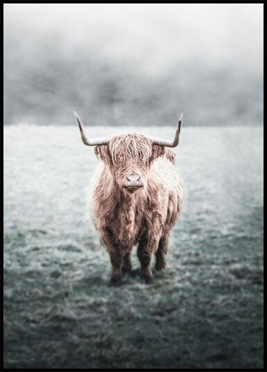 Highland Cow Plakat Plakat / 70x100cm