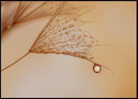 Delicate Dandelion Drop Plakat / 30x40 Delicate Dandelion Drop Plakat / 30x40