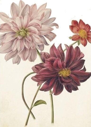 St386 B6 Gavekort + Dahlia Konvolutt