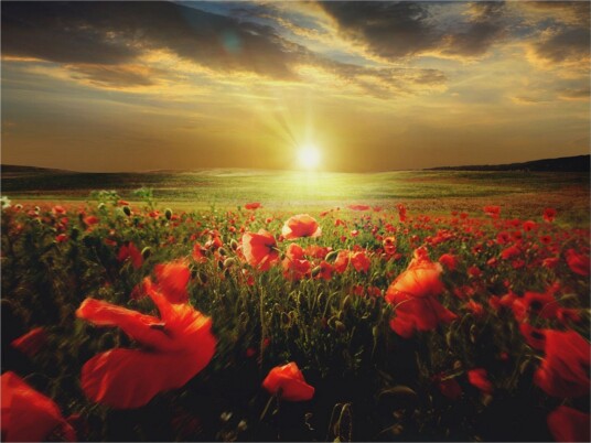 Fototapet Morning On Poppy Meadow 250x193 - Artgeist sp. z o. o.