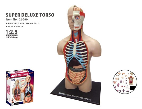 Robetoy Human Anatomy Torso Duluxe 40 cm 26062