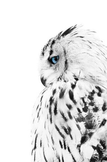 Malerifabrikken Poster White owl 1642191-01-48