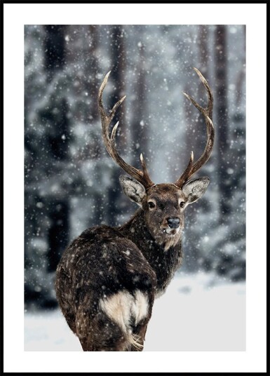 Majestic Deer in Snow Plakat Plakat / 70x100cm