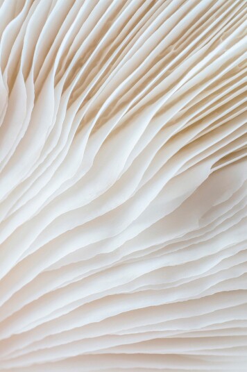 Malerifabrikken   Poster Organic lines 2   Beige