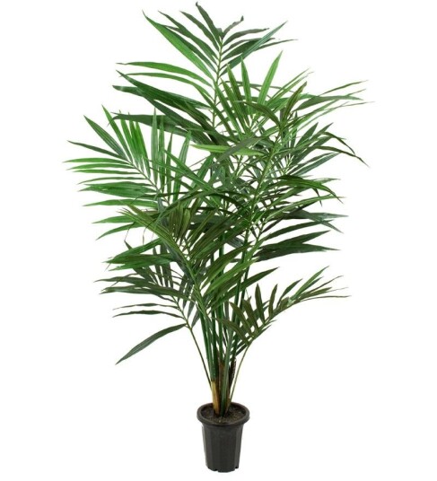 Mr Plant Kunstig Plante Kentiapalme H180cm Mr Plant Kunstig Plante Kentiapalme H180cm
