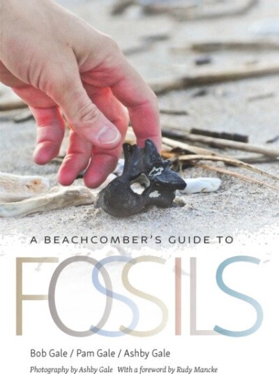 A Beachcomber's Guide to Fossils
