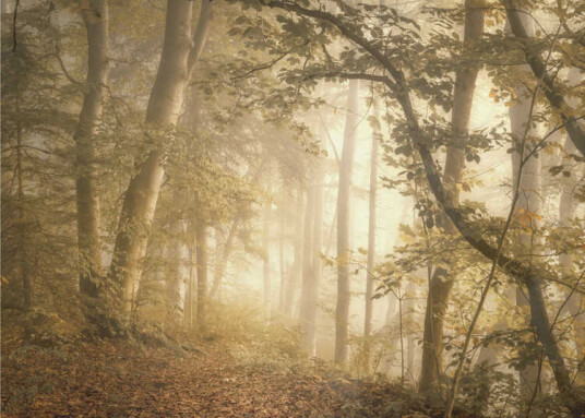 Forest Light Plakat / 50x70cm Forest Light Plakat / 50x70cm