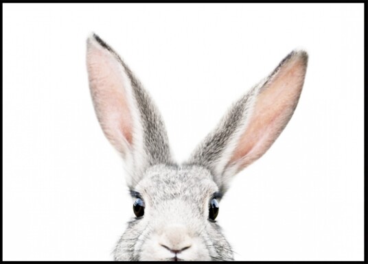 Peeking Bunny Plakat / 30x40