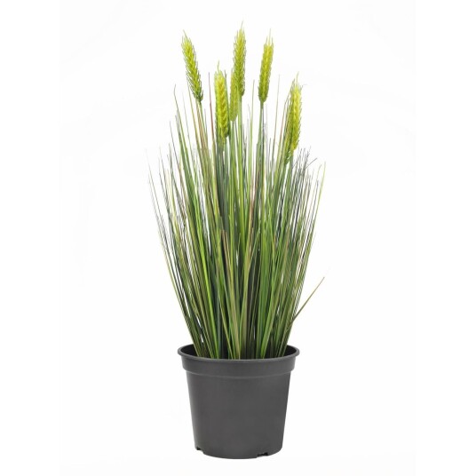 Europalms Wheat Early Summer 60cm