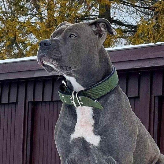 Halsbånd hund Polstret Hundehalsband grønn/svart