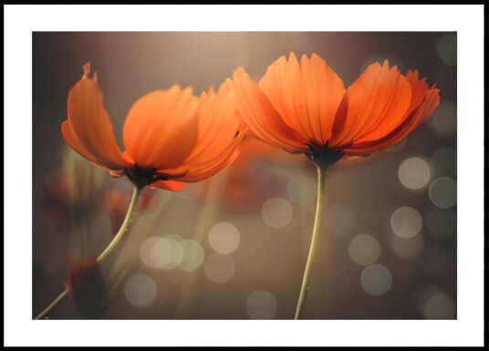 Glowing Cosmos Flowers Plakat / 50x70 Glowing Cosmos Flowers Plakat / 50x70
