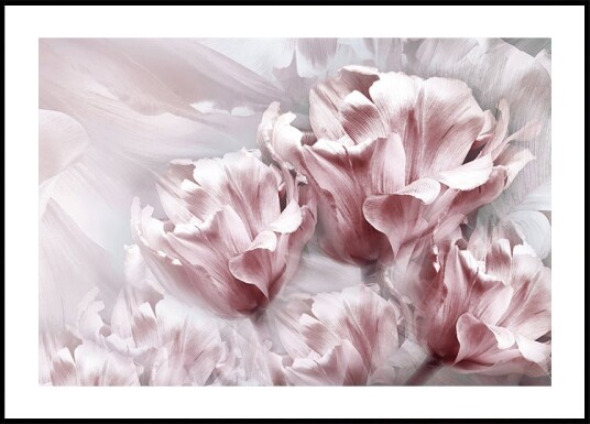 Tender Pink Tulips Plakat Plakat / 70x100cm